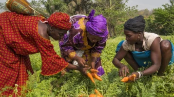 Attachment 644 Afda 81 B 2 A 3 C 41 E 1 F 38 D 38